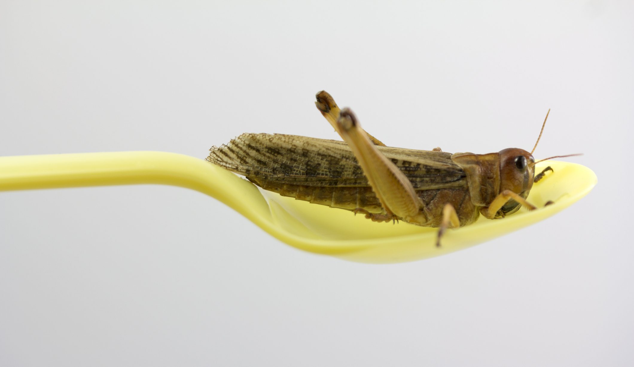 메뉴에서 곤충 : 슬로바키아와 체코아는 존재하지 않는 수요에 대비합니다.