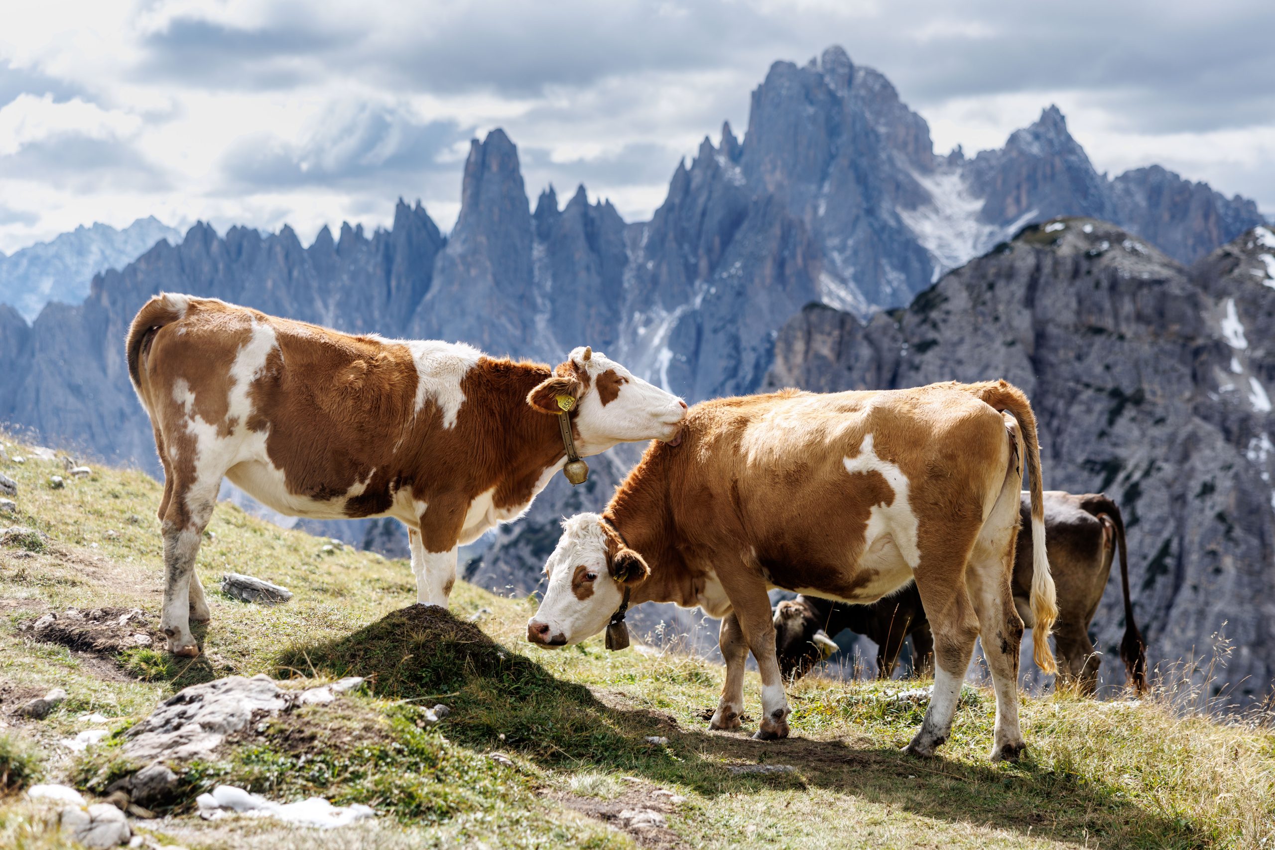 미국 출생 : 이탈리아의 호기심 많은 Bresaola 피치를 피하기 위해 미국 관세를 피합니다.