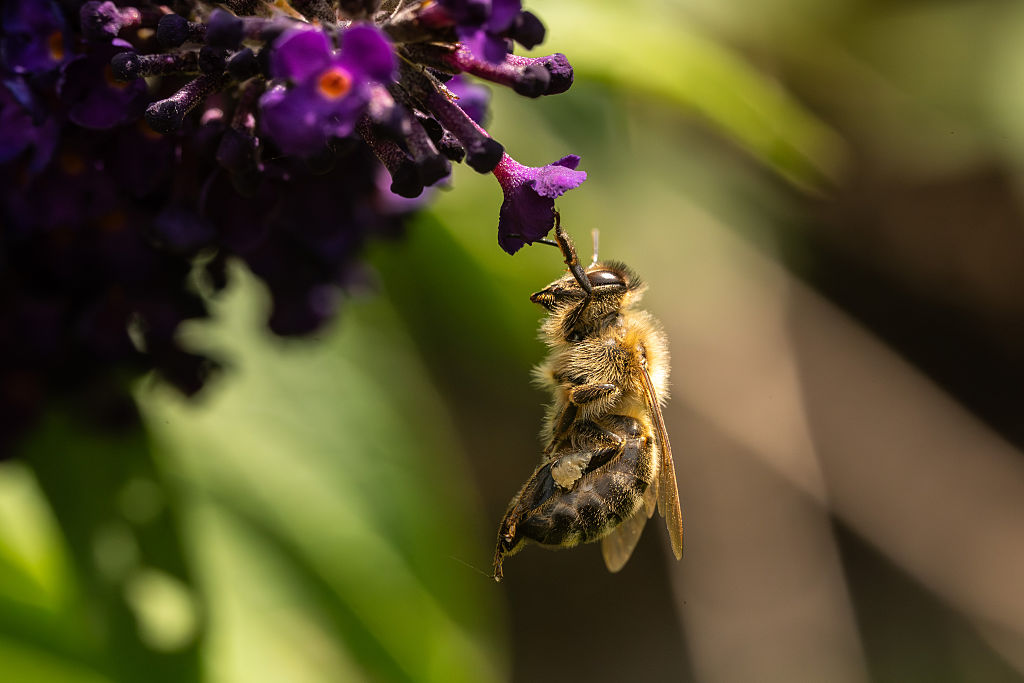 벨기에의 꿀벌 쇠퇴 하이라이트 유럽의 수분 조절제 건강에 대한 혼합 사진