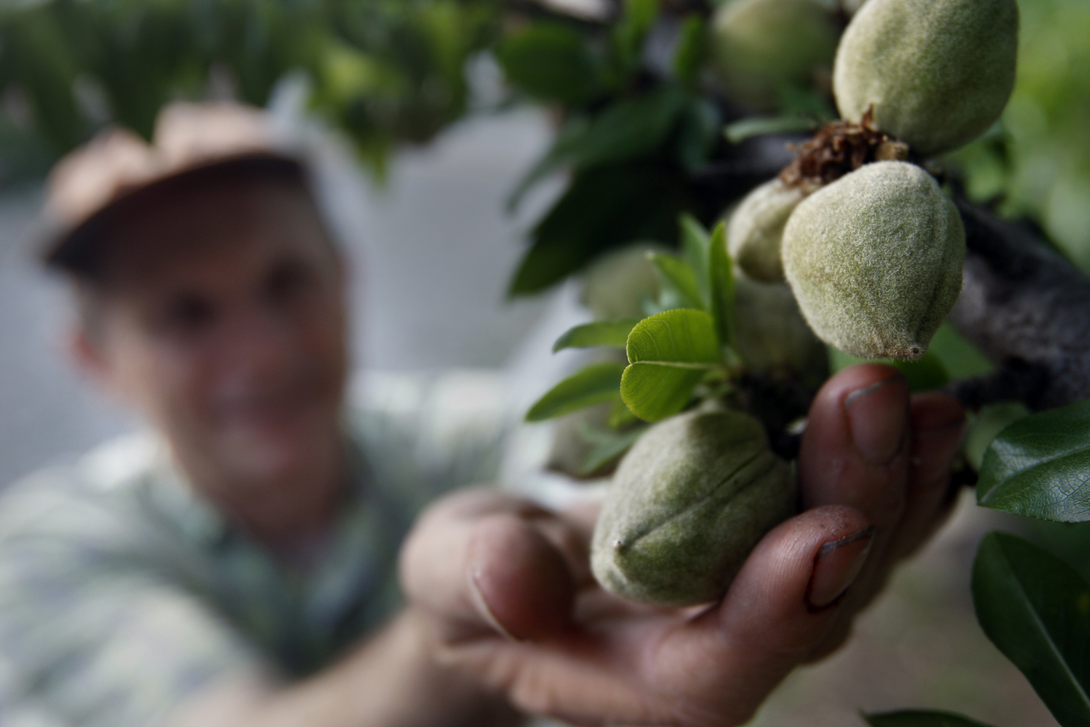 브뤼셀은 관세 위협이 직기로 선정 된 미국 식품 수입의 문을 엽니 다
