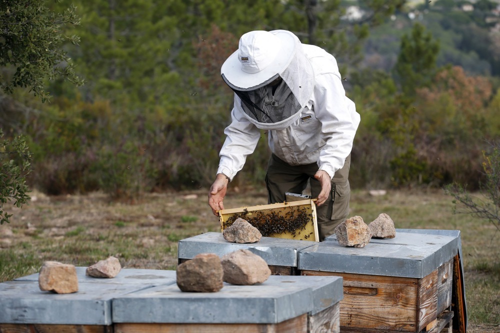 아시아 버즈 킬 : 유럽의 꿀을 위협하는 킬러 호넷