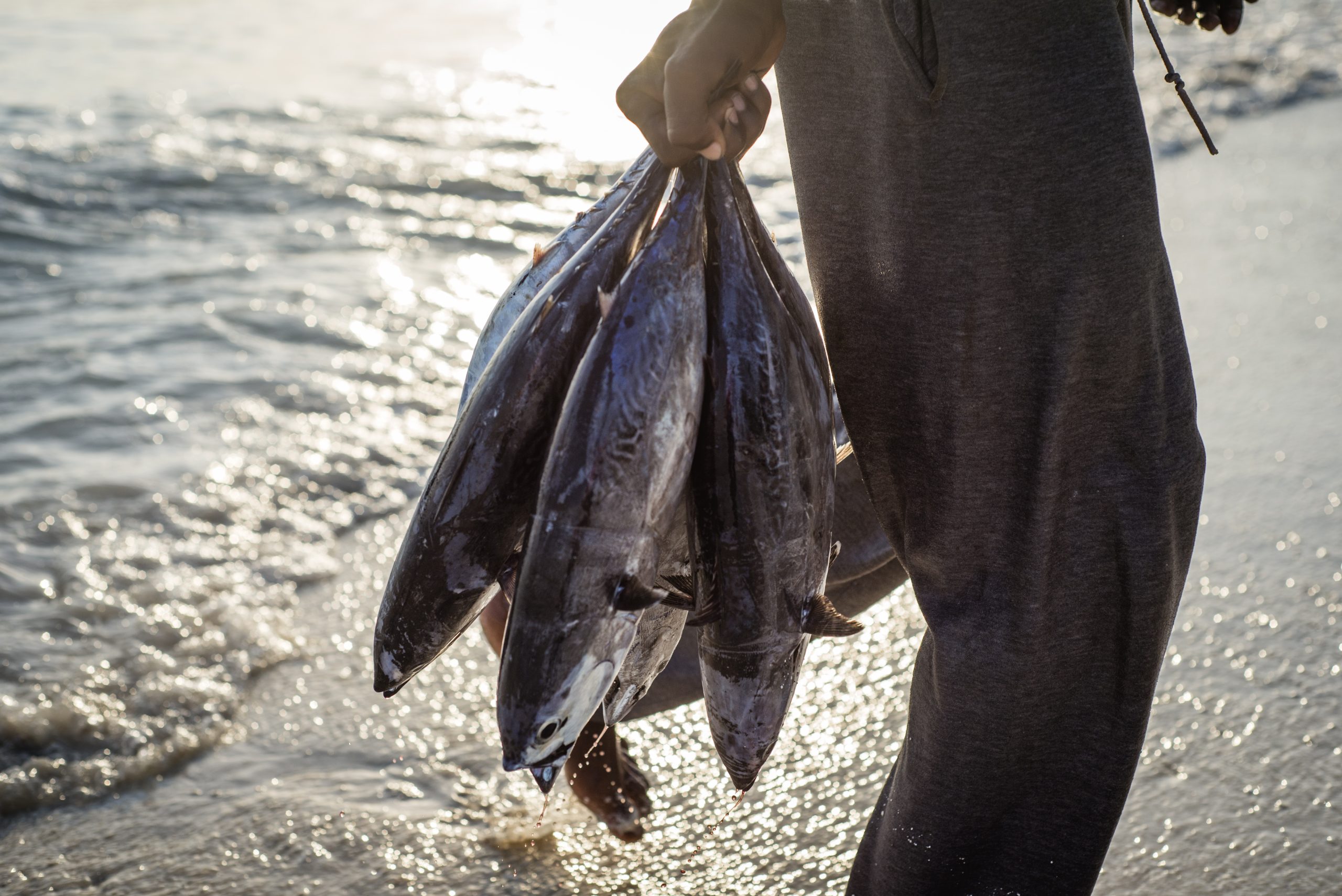 곤경에 참치? 법원 판결은 EU- 인도 바다 낚시 행을 재 통치합니다