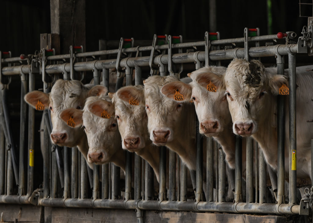프랑스 농민들은 바이러스를 억제하기 위해 대량 소를 항의합니다